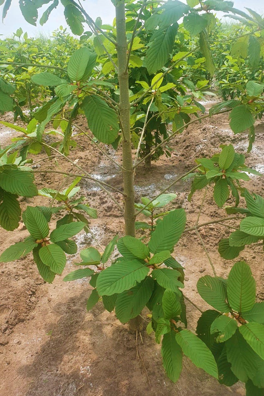 vinayak-agro-farm-uganda (5)