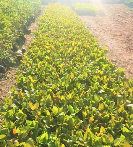 vinayak-agro-farm-uganda (1)