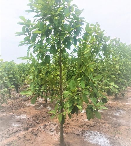 vinayak-agro-farm-uganda (2)