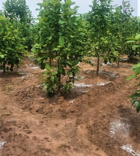 vinayak-agro-farm-uganda (3)