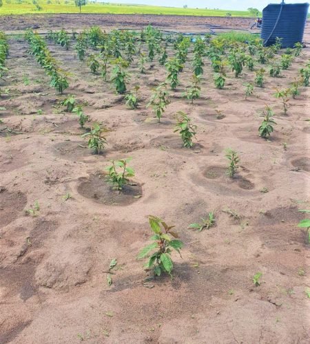 vinayak-agro-farm-uganda (4)