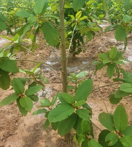 vinayak-agro-farm-uganda (5)