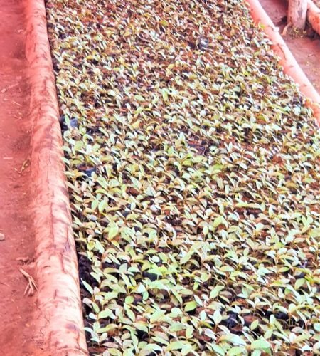 vinayak-agro-farm-uganda (7)